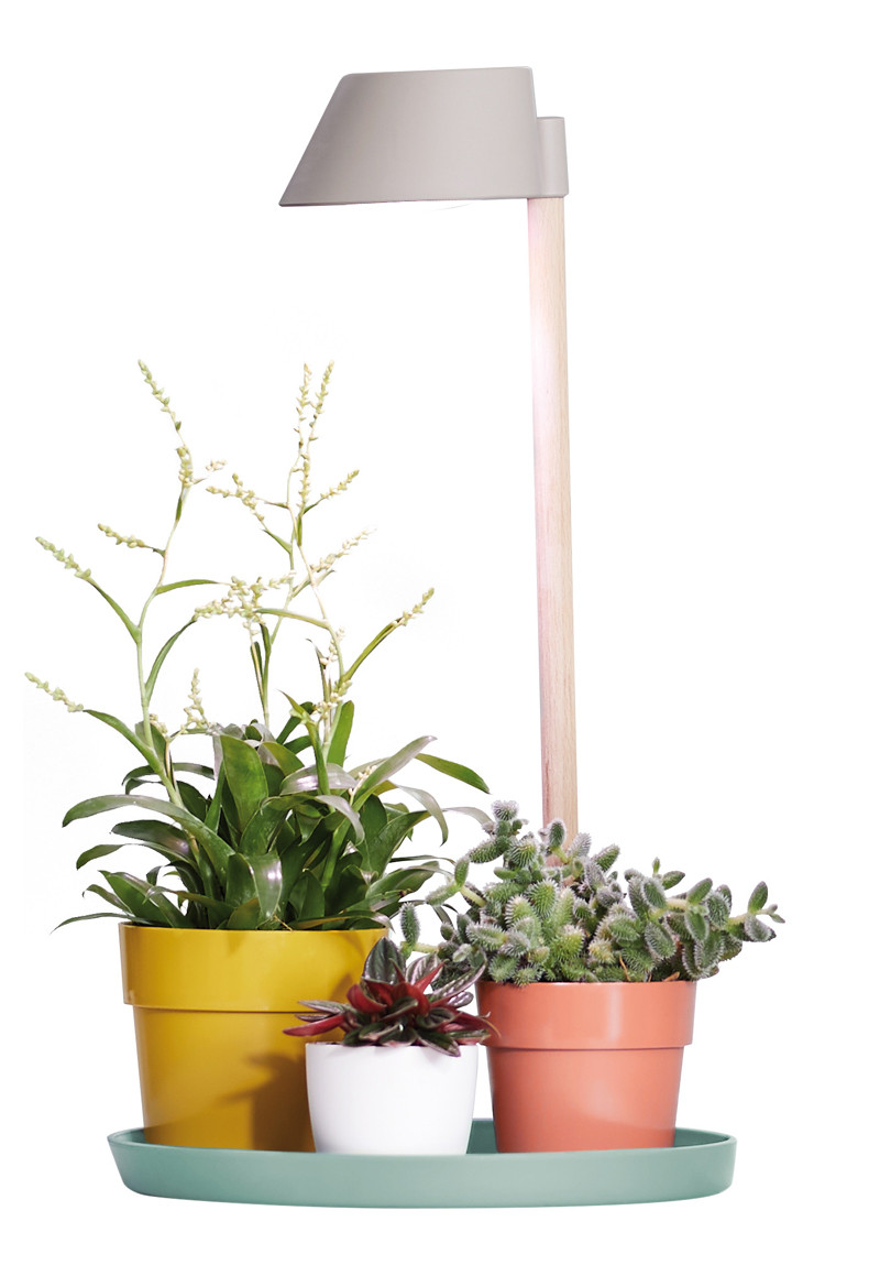 Lampe pour plante en hiver - Clic Jardin