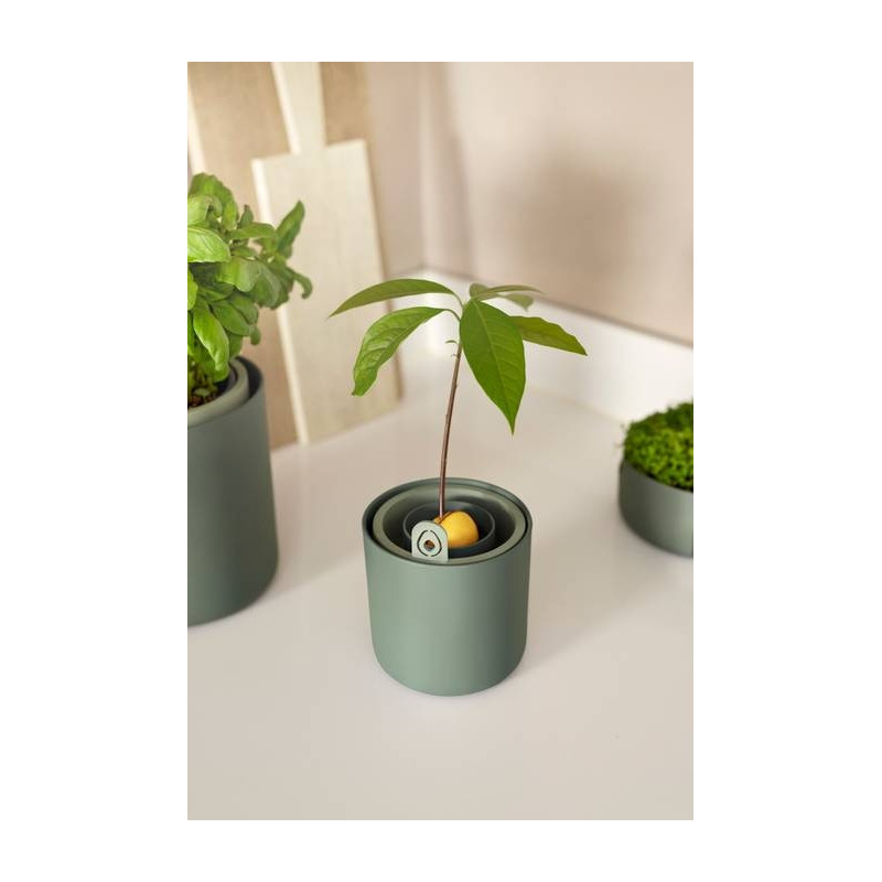 Amazing Avocado Pot - Ø12 cm - Vert