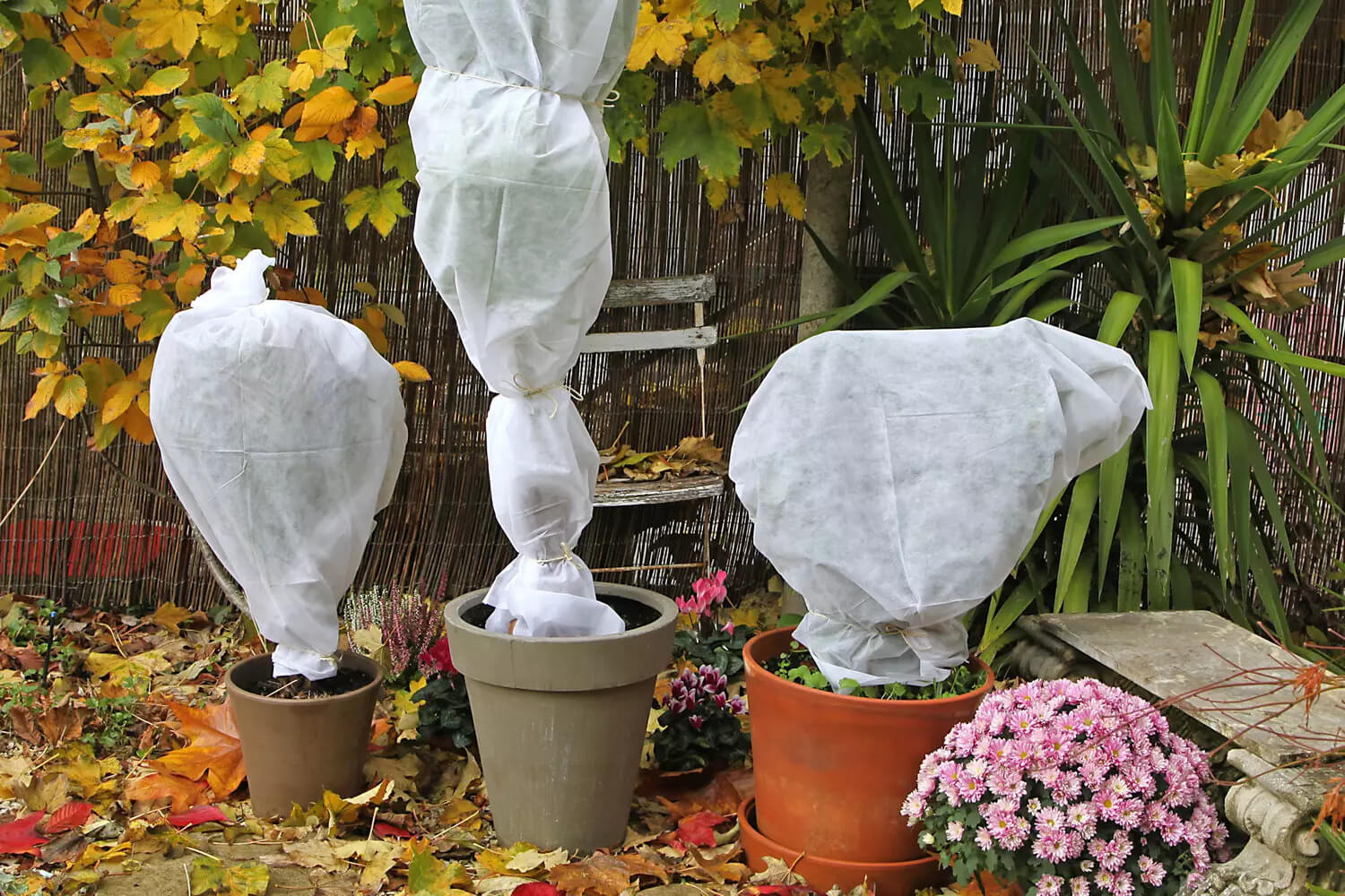 plantes en pot voile hivernage