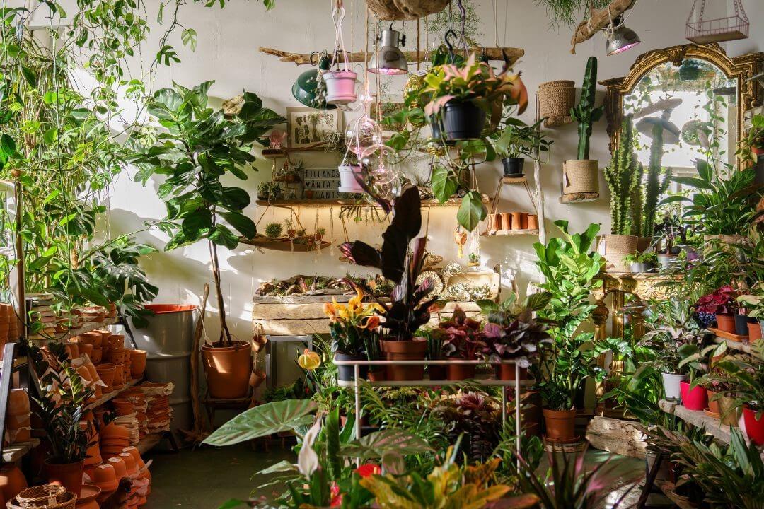 rentrer les plantes en pot à l'intérieur